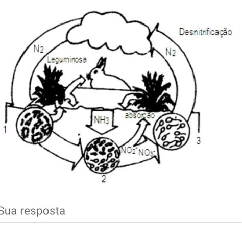 Ufes Na Figura Ao Lado Est Representado O Ciclo Do Nitrog Nio