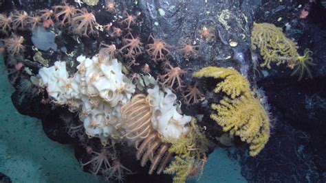 Antarctic Coral Reefs A Wonder Of Nature More Important Than We