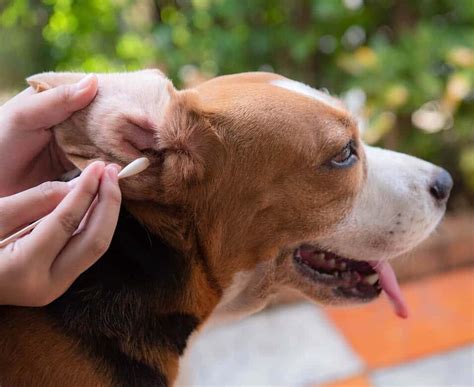 Is Dog Ear Plucking Necessary And How To Correctly Pluck Your Dogs