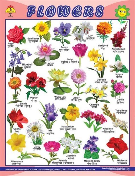 Alphabetical Order 40 Flowers Name In Hindi Best Flower Wallpaper