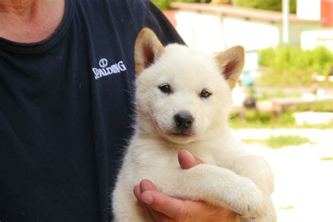 Available Hokkaido Puppy