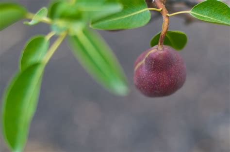 Pear Danjou For Sale In Boulder Colorado