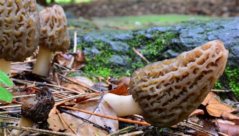 The Best Places To Find Morel Mushrooms Growing In West Virginia Gone