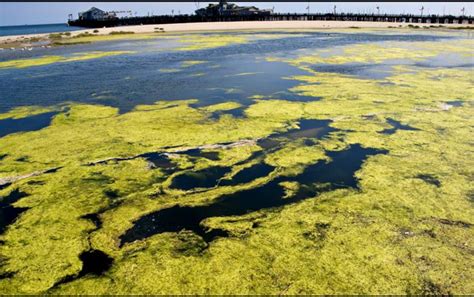 ExxonMobil, Synthetic Genomics researchers increase algae ...