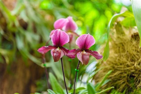 What Are Paphiopedilum Orchids How To Grow A Paphiopedilum Orchid Plant