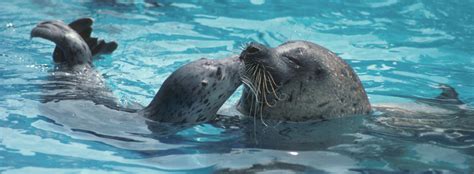 Pinnipeds Educational Resources Seaworld