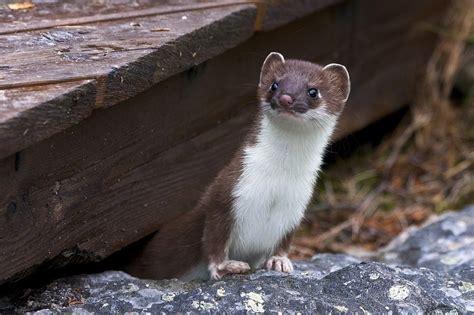 18 Things To Know Before Getting A Weasel As Pet Pet For Sale 玲珑旅游攻略