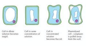 Maybe you would like to learn more about one of these? Complete O/L notes biology: TURGIDITY AND FLACIDITY ...