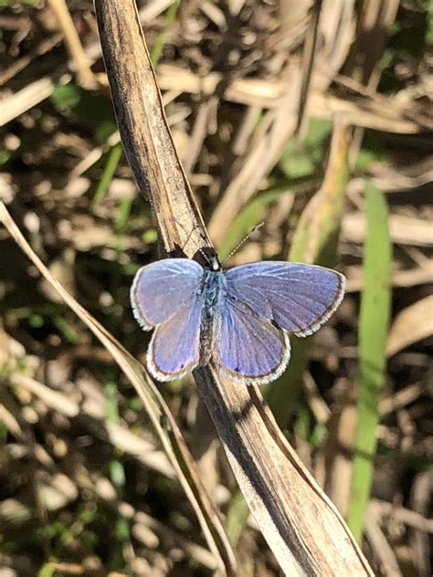 Ceraunus Blue 1220 In Victoria Tx Rbutterflies
