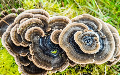 6 Ways Turkey Tail Can Supercharge Your Immune System Freshcap Mushrooms