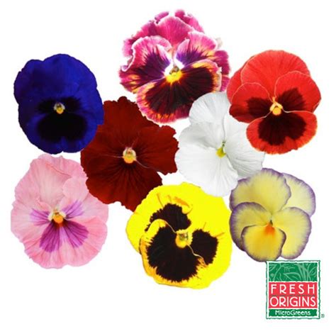 Edible Flowers Pansy Melissasfoodservice