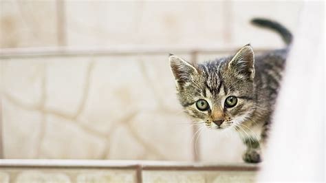Kucing Kucing Abu Abu Kucing Bayi Mengintip Wallpaper Hd