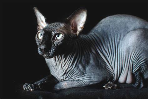 fun facts  trivia  sphynx cats pet friendly house