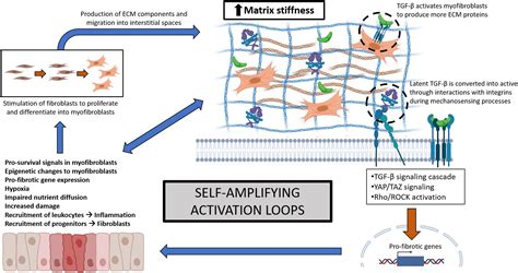 Frontiers Distinct Metalloproteinase Expression And Functions In