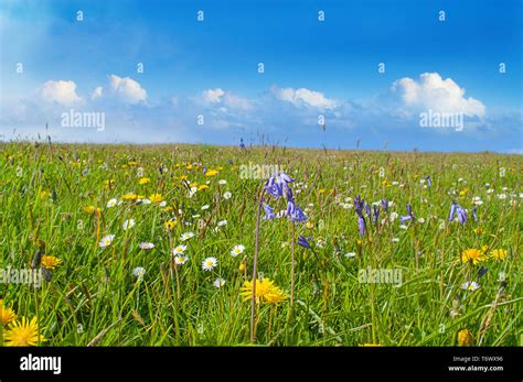 Beautiful Wild Meadow And Blue Cloudy Sky Stock Photo Alamy