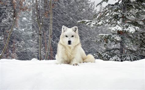 Photo Of A White Dog In The Snow 3454 Jphots