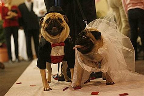 Funny Animals Funny Dogs Marriage Cute Lovely Dogs Marriage