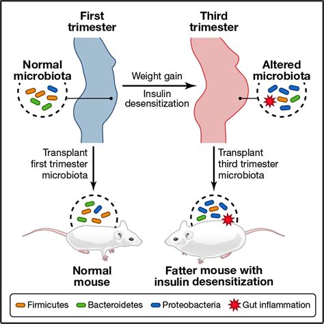Host Remodeling Of The Gut Microbiome And Metabolic Changes During