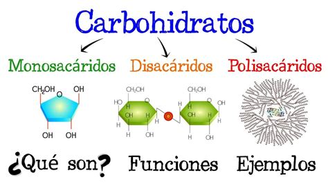 Carbohidratos Qu Son Funciones Ejemplos F Cil Y R Pido Biolog A Youtube