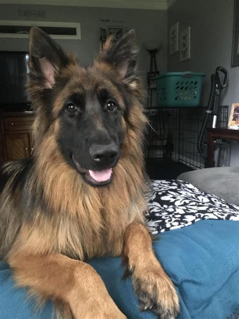 Zeus German Shepherd Dog Forums