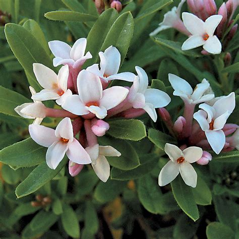 Both plants are super hardy and their difference only becomes apparent when they burst. Eternal Fragrance Daphne at Jackson & Perkins | Flowering ...