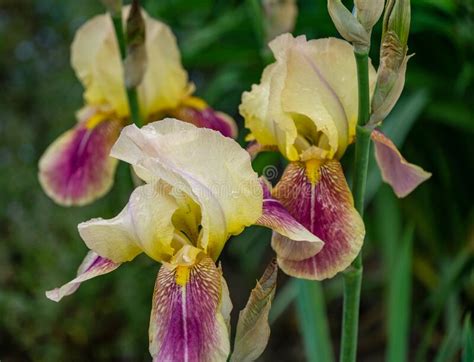 Bicolor Yellow Purple Irises Germanica Or Bearded Iris On Background Of