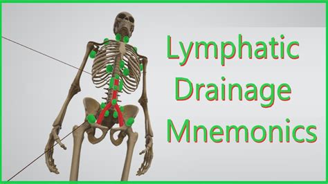 Lymphatic Drainage Mnemonics Youtube