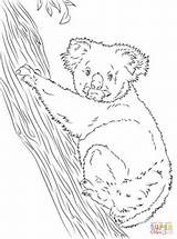 Koala Coloring Pages Tree Climbing Bear Drawing Printable Colouring Koalas Animal Paper Categories Doghousemusic sketch template