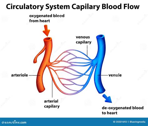 Sistema Circulatorio Flujo De Sangre De Capilary Fotos De Archivo