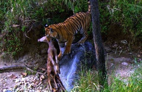 Videos De Animales Videos Tigres Animales En Video