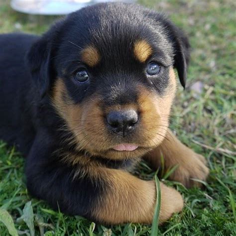We present our illustrated list of 20 of the cutest puppy breeds. Cute Rottweiler puppy #Rottweiler #Rottweilerpuppy #puppy #puppies #cutepuppy #cutepuppies # ...