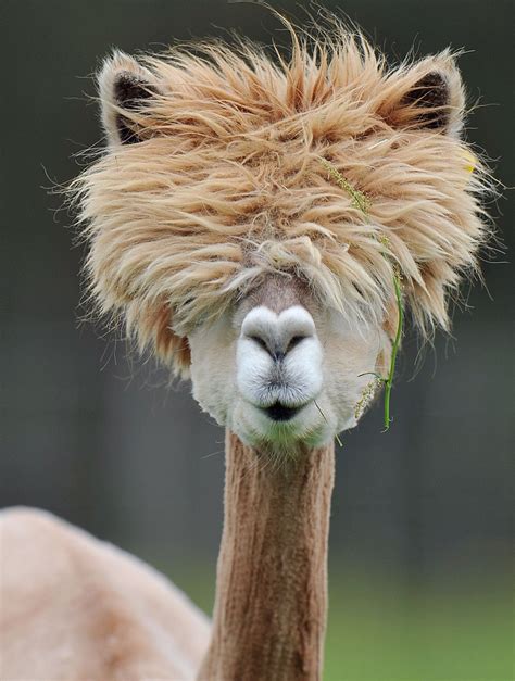Llama Funny Animal Pictures Cute Animals Funny Animals