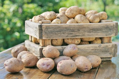 Potatoes are rather finicky about how they want to be stored in their natural state. Potatoes: How To Store After Harvesting - Food Storage Moms