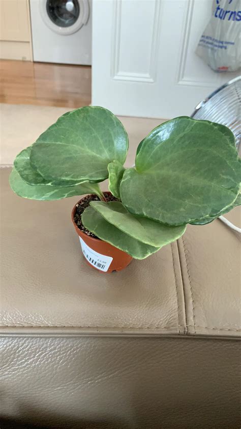 Recently Bought Plant Think Its A Kind Of Peparomia But Not Sure No