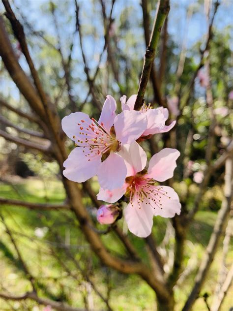 Peach Tree Starting To Bloom Second Year With This Baby Rgardening