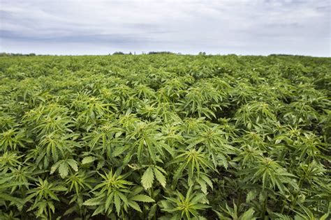 For Many Us Farmers Who Planted Hemp Cbd Boom Leaves Bitter Taste