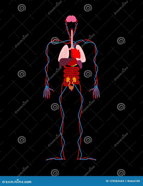 Órgãos Humanos Da Anatomia Internos Sistemas De Corpo E De órgãos Do