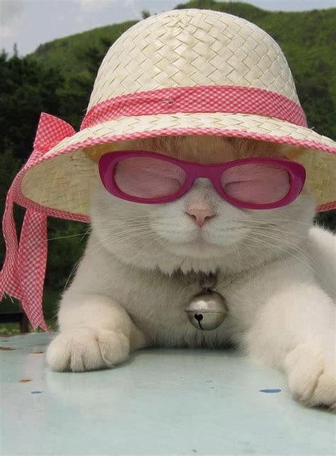 Magnificent Animals Funny Cute Cat Glasses Hat Fav Images Amazing Pictures