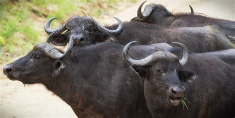 animal: Yak Animal Meaning In Hindi