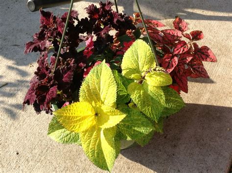 With all of our supplies in hand, let's plant! 17 Best images about Shade loving flowers on Pinterest ...