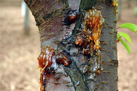 Bacterial Canker Scouting Guide For Problems Of Peach