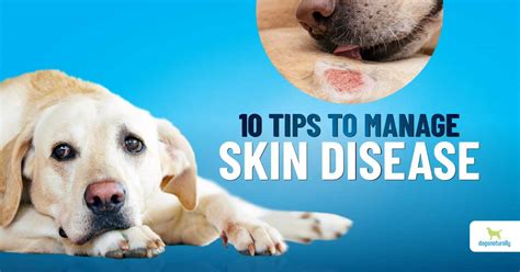 How To Manage Dog Skin Conditions Dogs Naturally