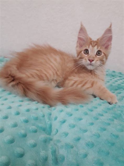 They are friendly cats known for easy adapting and friendly nature. Maine Coon Cats For Sale | North Miami Beach, FL #283166