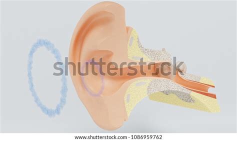 Sound Waves Affect Hearing Membrane Model Stock Illustration Shutterstock