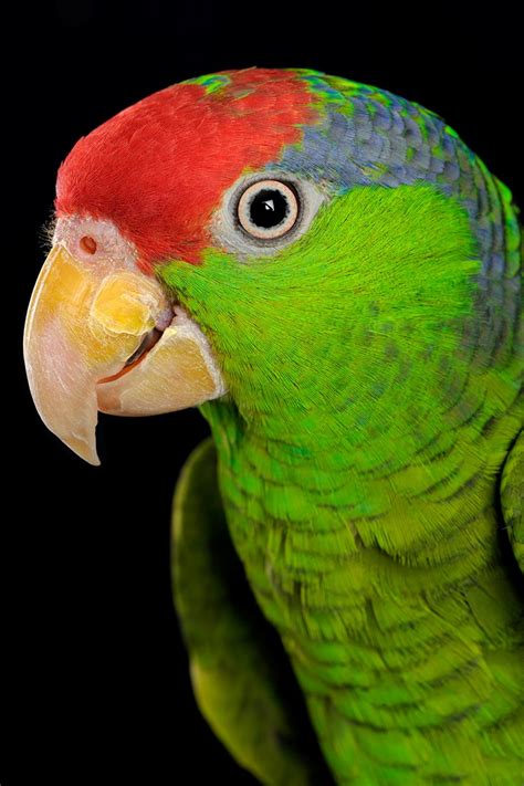 My Mexican Red Headed Amazon Parrot Bob Barry Kelsall Galleries