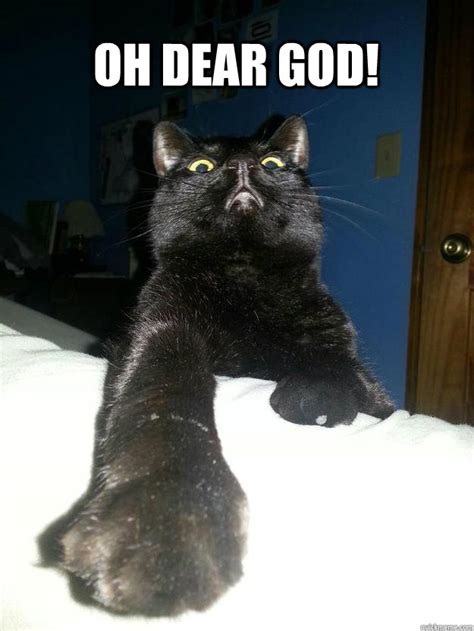 Oh My God Cat Meme