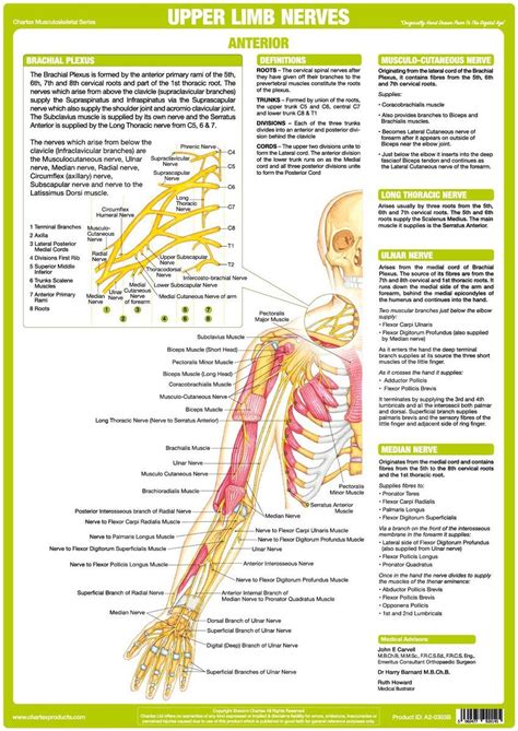Upper Limb Nervous System Anatomy Of Nerves Muscles Supplied By Major