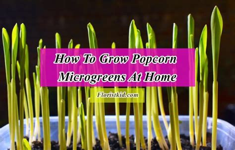 How To Grow Popcorn Microgreens At Home Florist Kid