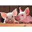 What To Do When Pigs Are Not Eating Causes Solutions & More