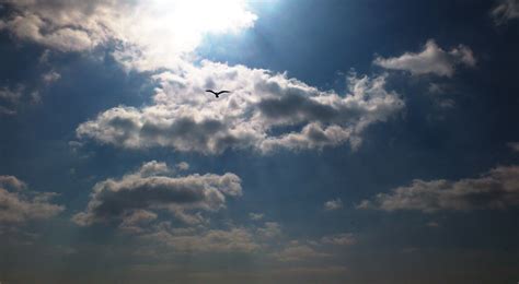 Free Images Horizon Bird Cloud Sun Sunlight Atmosphere Seagull
